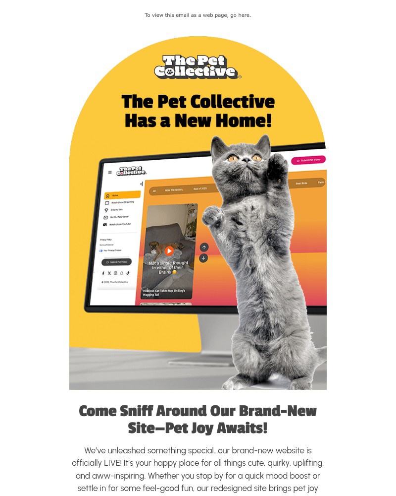 Screenshot of email with subject /media/emails/the-pet-collective-has-a-new-home-91605e-cropped-6962960e.jpg