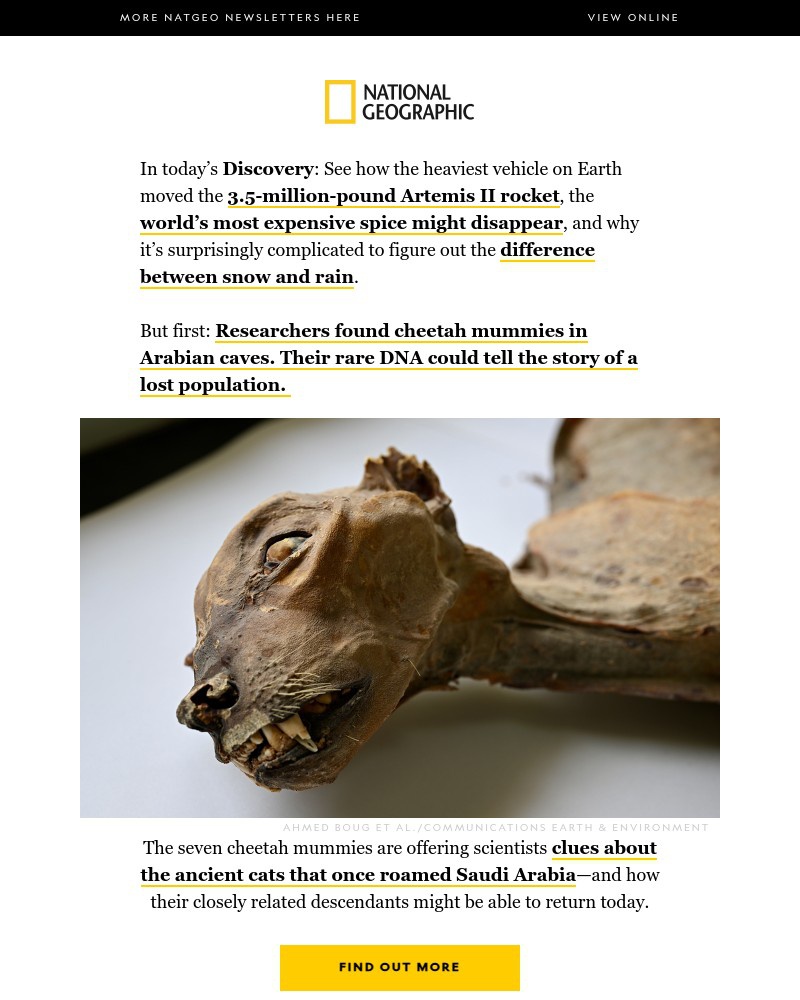 Screenshot of email with subject /media/emails/the-secrets-of-lost-cheetah-mummies-will-the-worlds-most-expensive-spice-disappea_MBFzjG5.jpg