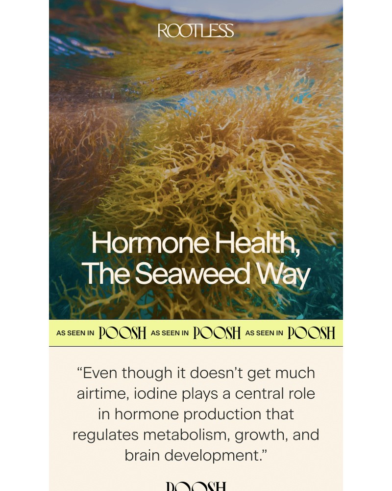 Screenshot of email sent to a Rootless Newsletter subscriber