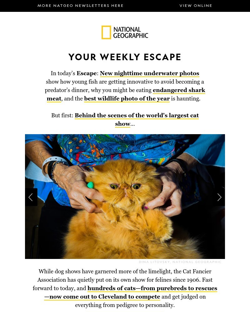 Screenshot of email with subject /media/emails/the-worlds-largest-cat-show-the-best-wildlife-photo-of-the-year-the-risks-of-eati_4yE0B2G.jpg