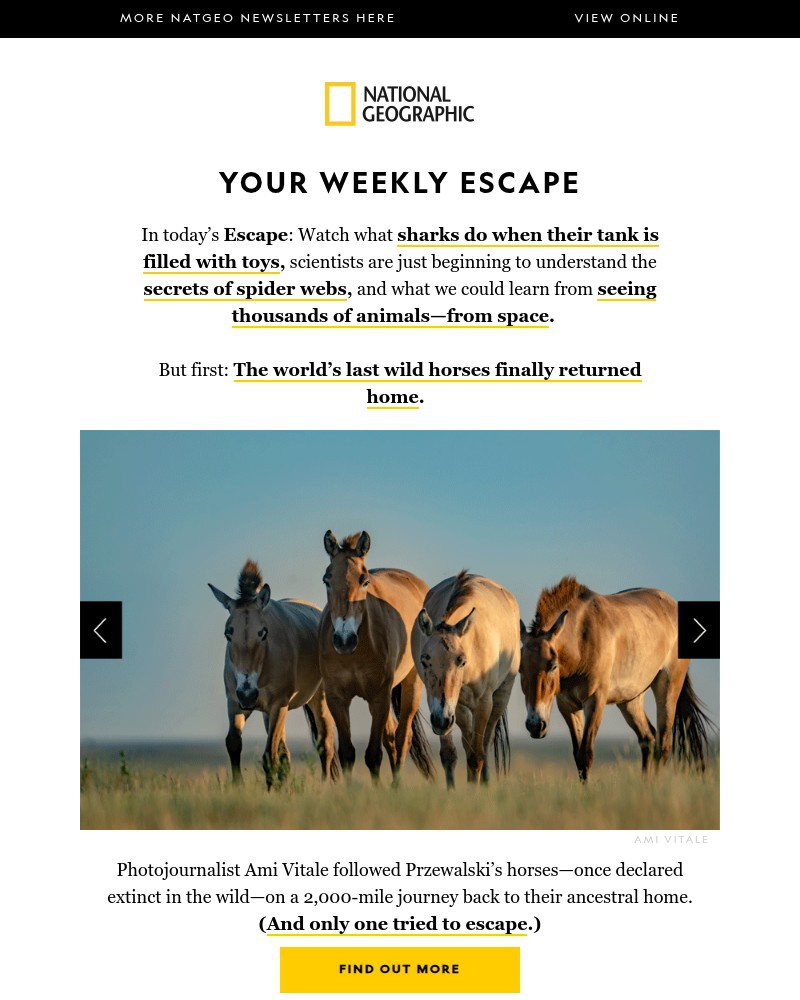 Screenshot of email sent to a National Geographic Newsletter subscriber