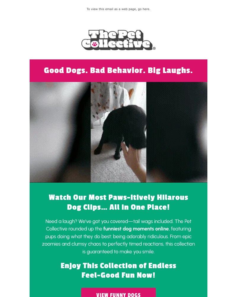 Screenshot of email with subject /media/emails/these-dogs-are-paw-sitively-hilarious-1d3849-cropped-eaf86481.jpg