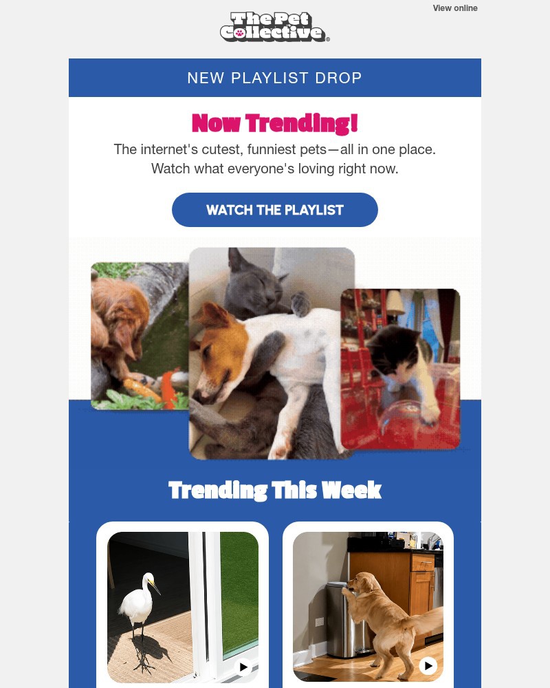 Screenshot of email with subject /media/emails/this-dog-did-what-trending-now-6026d6-cropped-90f7dbd3.jpg