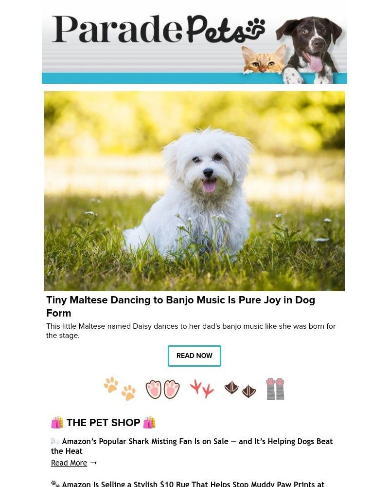 Screenshot of email with subject /media/emails/tiny-maltese-dancing-to-banjo-music-is-pure-joy-in-dog-form-6e4bd2-cropped-0f22cacd.jpg