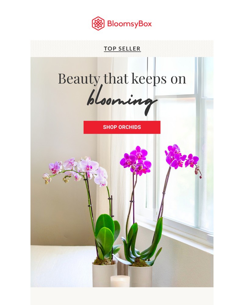 Screenshot of email with subject /media/emails/top-seller-orchids-are-in-bloom-fb2d82-cropped-60e992f5.jpg