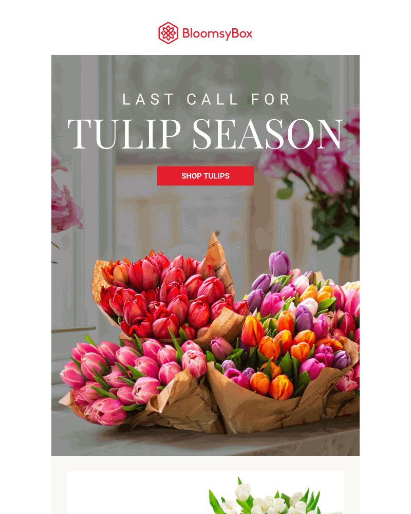 Screenshot of email with subject /media/emails/tulip-season-is-almost-over-12fa90-cropped-cd87c65f.jpg