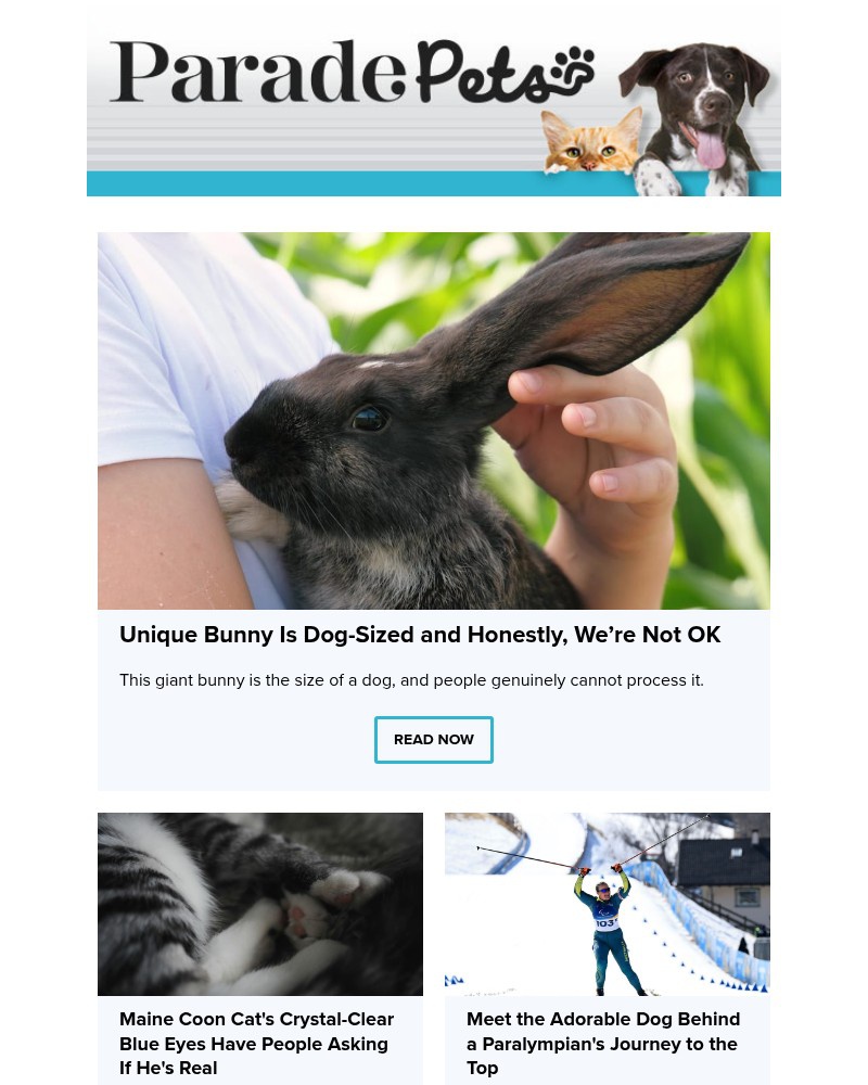 Screenshot of email with subject /media/emails/unique-bunny-is-dog-sized-and-honestly-were-not-ok-7b3d59-cropped-acc9fa58.jpg