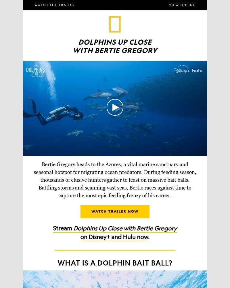 Screenshot of email with subject /media/emails/up-close-feeding-frenzy-watch-bertie-gregory-film-a-rare-natural-spectacle-availa_wCUYgqL.jpg