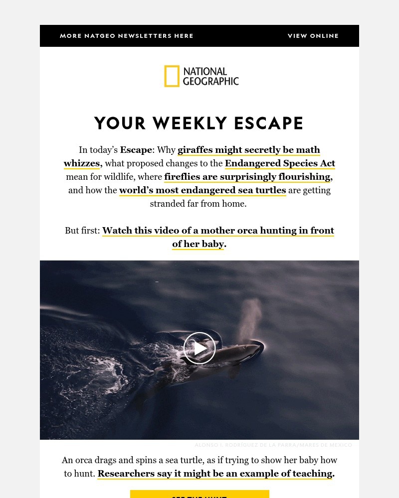 Screenshot of email with subject /media/emails/watch-a-killer-whale-hunt-in-front-of-her-calfand-are-giraffes-good-at-math-2d650_j5LLDxP.jpg