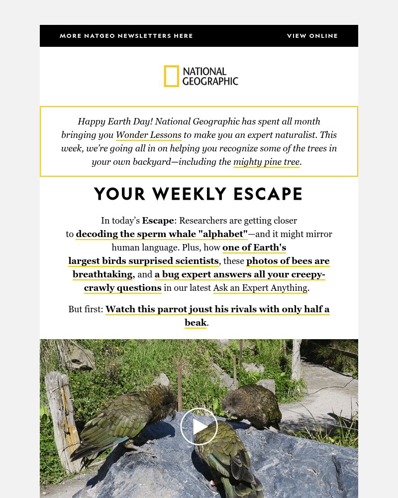 Screenshot of email with subject /media/emails/watch-this-parrot-joust-his-rivalswith-only-half-a-beak-7bb19e-cropped-36059086.jpg