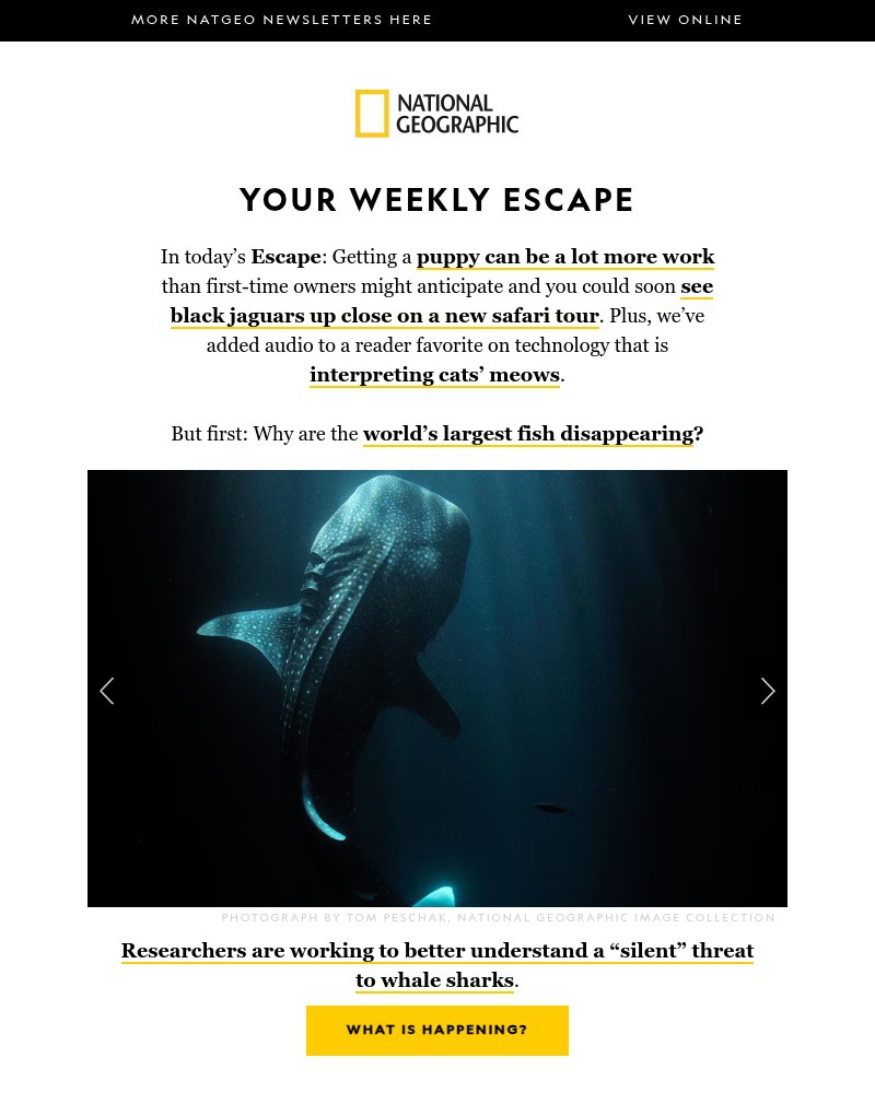 Screenshot of email with subject /media/emails/whale-sharks-are-vanishing-expert-advice-on-puppies-where-to-see-black-jaguars-on_cMb4WuM.jpg