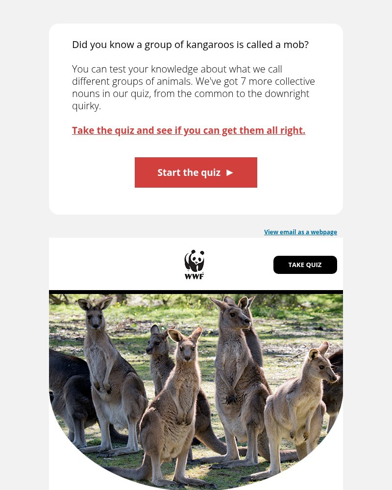 Screenshot of email with subject /media/emails/what-do-you-call-a-group-of-kangaroos-d00e82-cropped-1b861de8.jpg