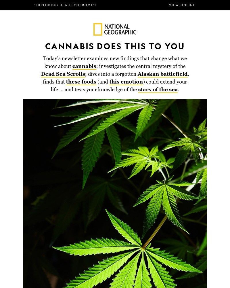 Screenshot of email with subject /media/emails/what-weed-does-to-you-solving-the-mystery-of-the-dead-sea-scrolls-a-sea-star-quiz_FI2XPRF.jpg