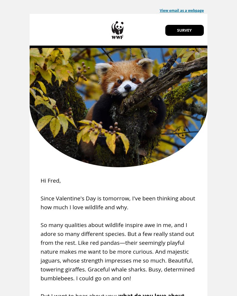 Screenshot of email with subject /media/emails/which-animals-do-you-love-the-most-76cd06-cropped-aff38858.jpg