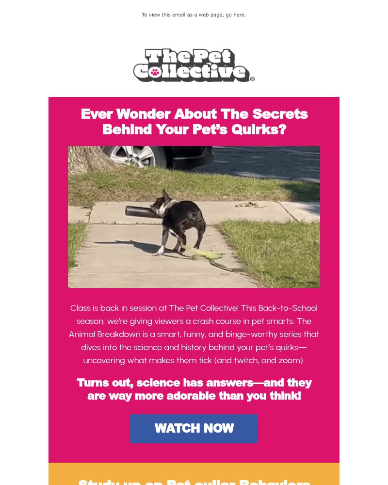 Screenshot of email with subject /media/emails/why-do-pets-act-so-weird-f0d042-cropped-77e7b549.jpg