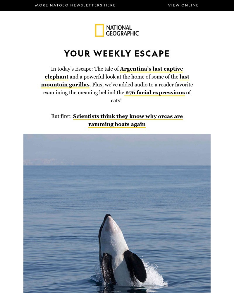 Screenshot of email with subject /media/emails/why-orcas-are-ramming-boats-again-cats-have-276-facial-expressions-argentinas-las_RJ5OraG.jpg
