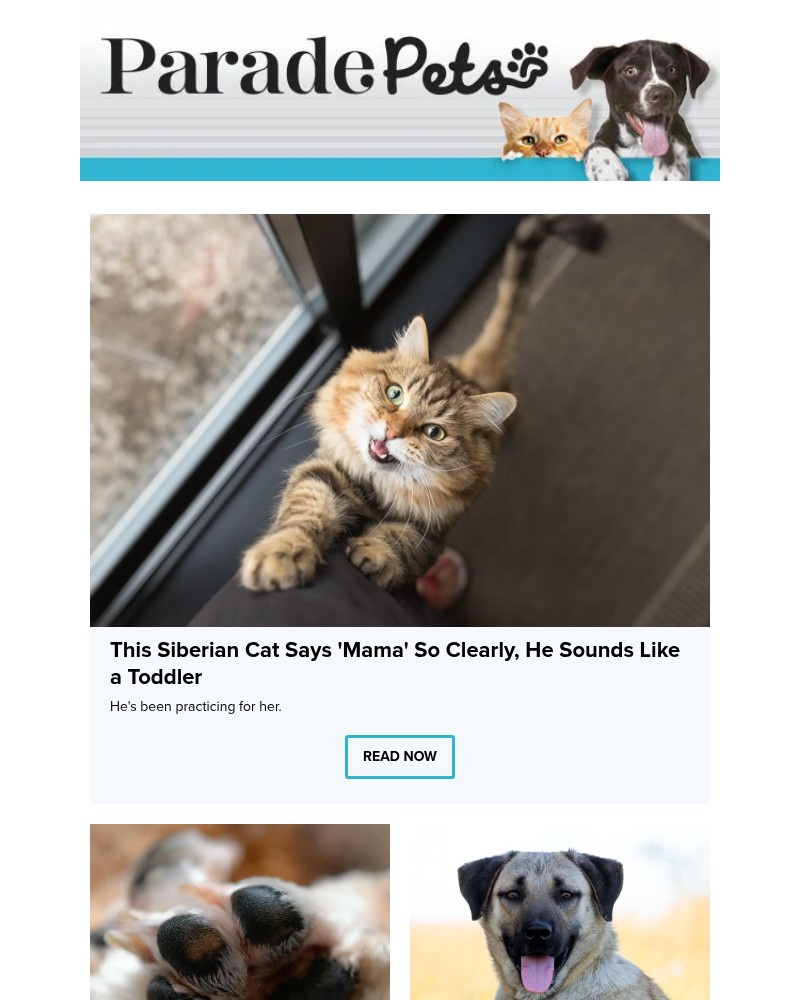 Screenshot of email with subject /media/emails/why-your-cat-suddenly-stopped-using-the-litter-box-and-the-3-step-fix-vets-recomm_YQBcwcS.jpg