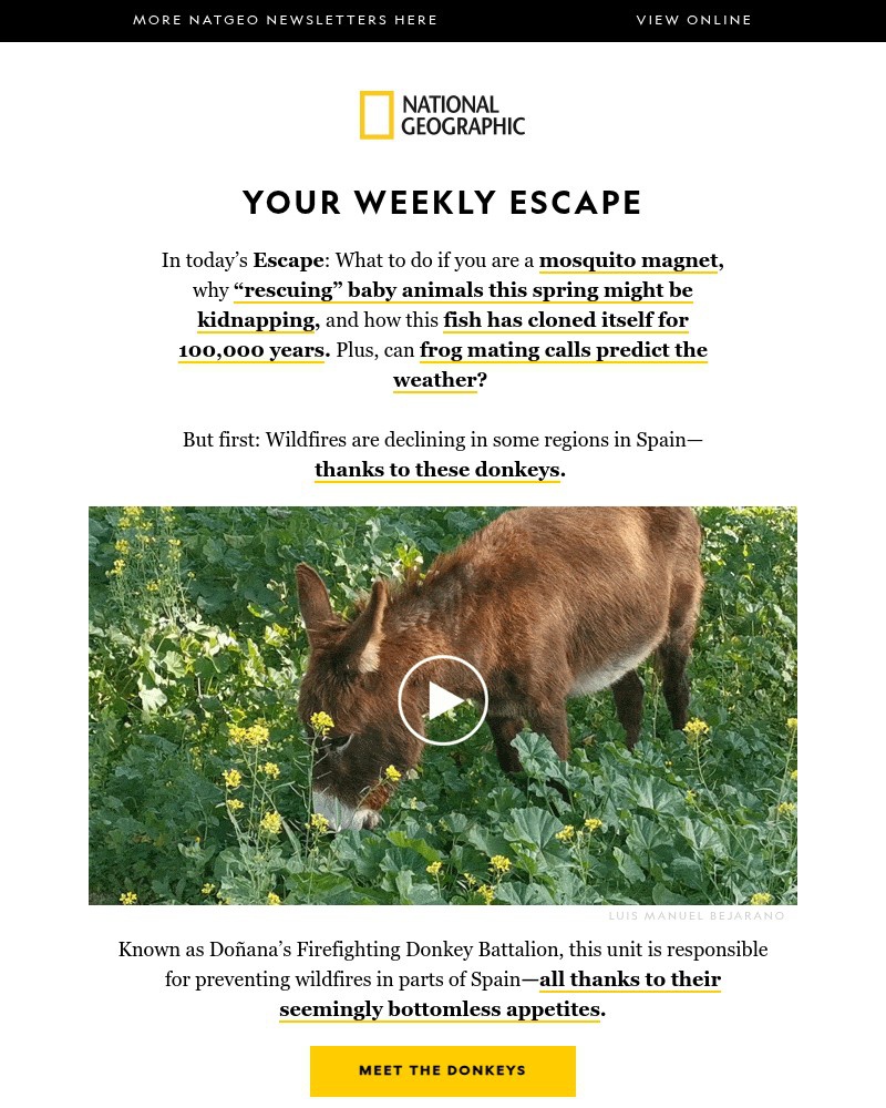 Screenshot of email sent to a National Geographic Newsletter subscriber